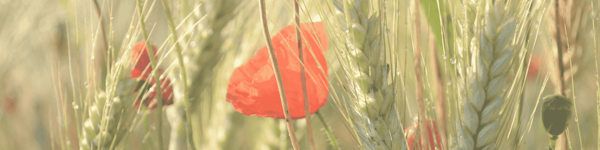 Harvest Service*October 4th at 11 am*